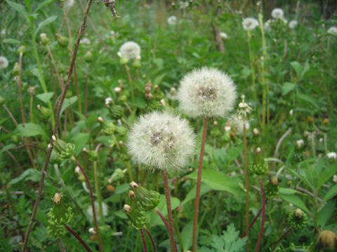 Taraxacum platycarpum ssp. hondoense