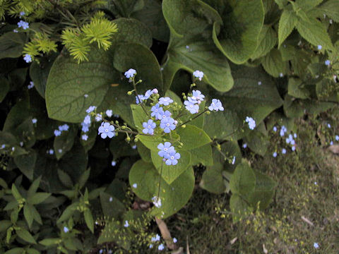 Cynoglossum amabile