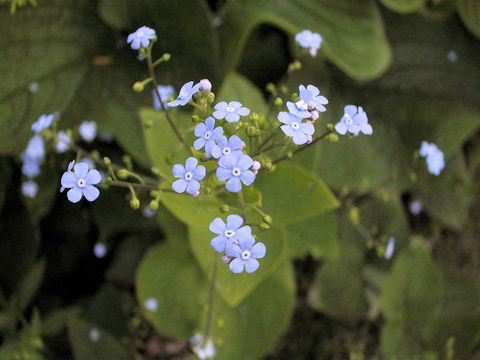 Cynoglossum amabile