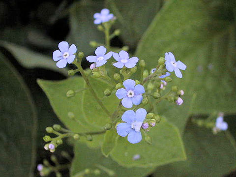 Cynoglossum amabile