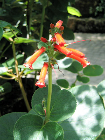 Sinningia cardinalis