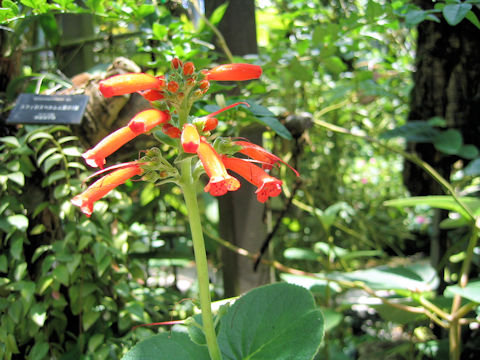 Sinningia cardinalis