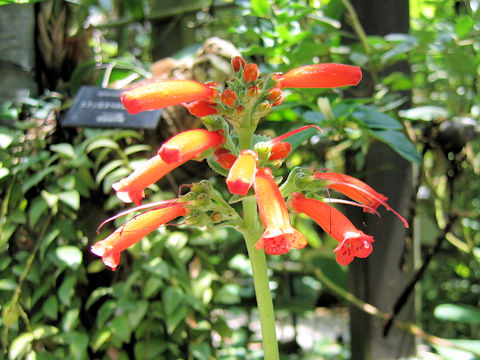 Sinningia cardinalis