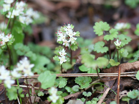 Chrysosplenium album