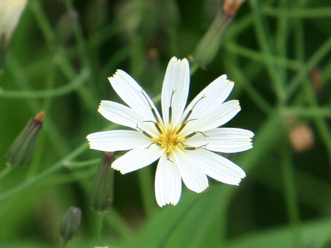 Ixeris dentata var. albiflora