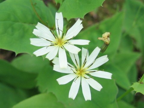 Ixeris dentata var. albiflora