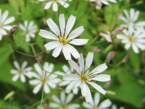 Ixeris dentata var. albiflora