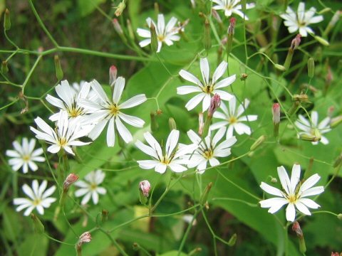 Ixeris dentata var. albiflora