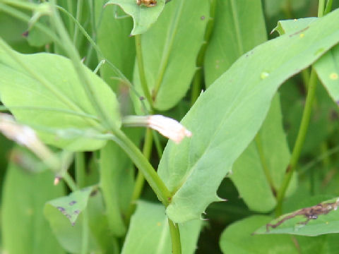 Ixeris dentata var. albiflora