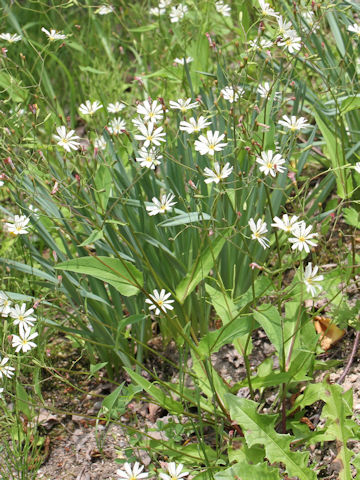 Ixeris dentata var. albiflora