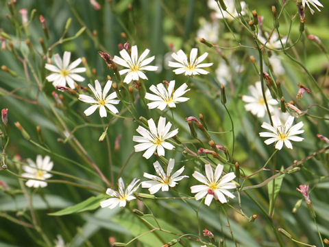 Ixeris dentata var. albiflora