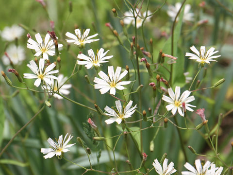 Ixeris dentata var. albiflora