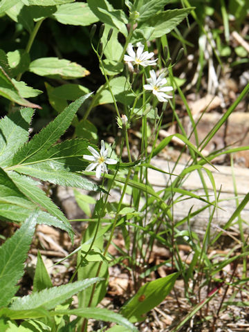 Ixeris dentata var. albiflora