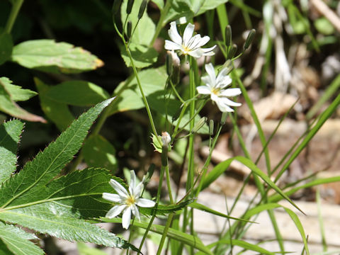 Ixeris dentata var. albiflora