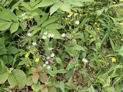 Ixeris dentata var. albiflora