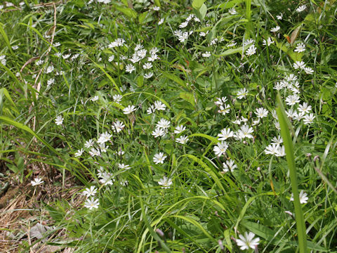 Ixeris dentata var. albiflora