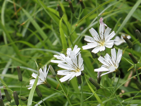 Ixeris dentata var. albiflora