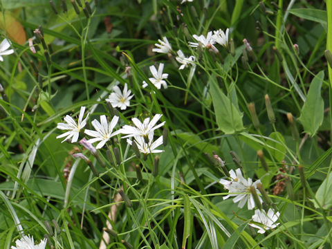 Ixeris dentata var. albiflora