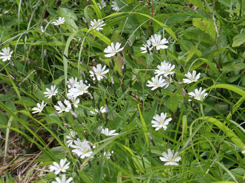 Ixeris dentata var. albiflora