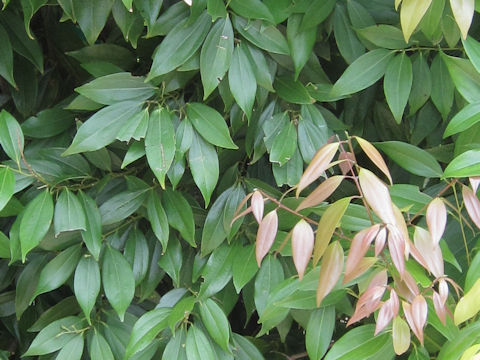 Cinnamomum cassia