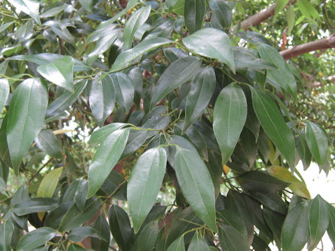 Cinnamomum cassia