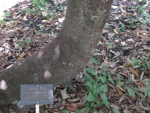 Cinnamomum cassia