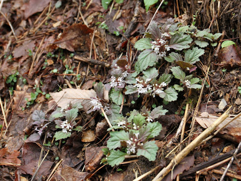 Ajuga yezoensis f. albiflora