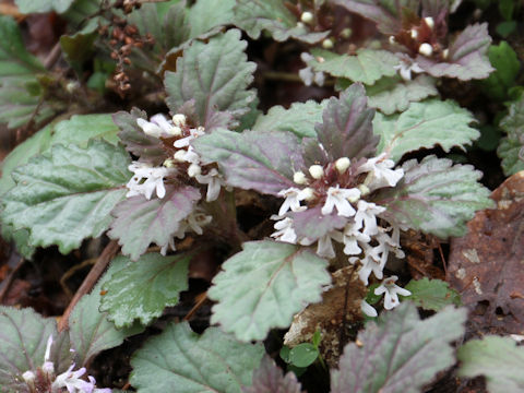 Ajuga yezoensis f. albiflora