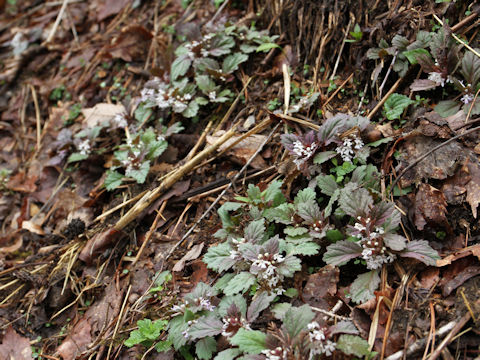 Ajuga yezoensis f. albiflora