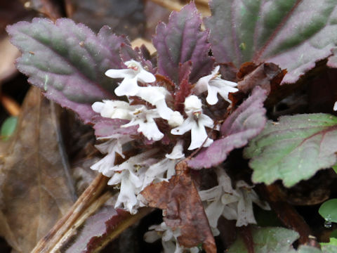 Ajuga yezoensis f. albiflora