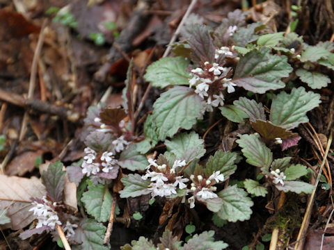 Ajuga yezoensis f. albiflora