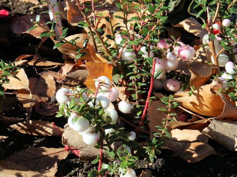 Pernettya mucronata