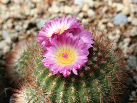 Notocactus sp.