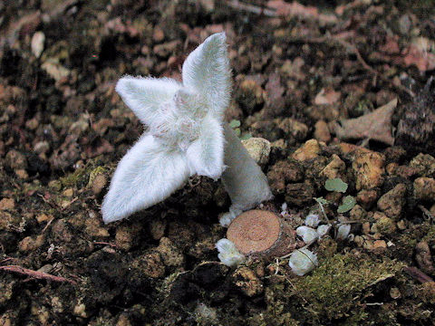 Sinningia leucotricha