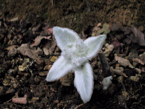 Sinningia leucotricha