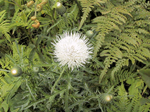 Cirsium japonicum f. albiflorum