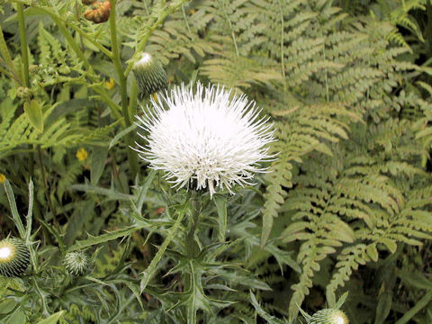 Cirsium japonicum f. albiflorum