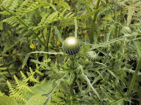 Cirsium japonicum f. albiflorum