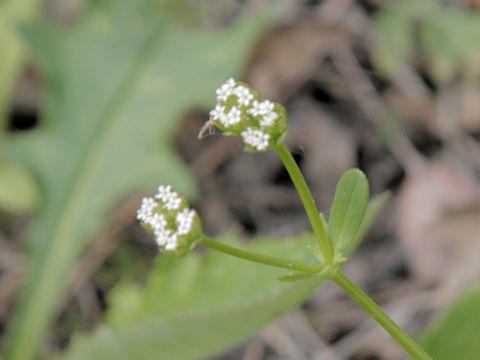 Valerianella radiata