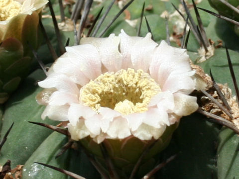 Gymnocalycium saglionis