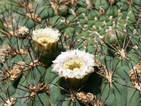 Gymnocalycium saglionis