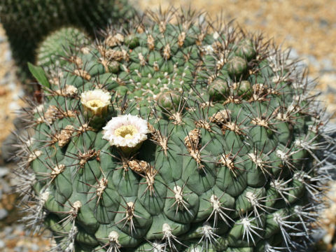 Gymnocalycium saglionis