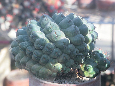 Gymnocalycium saglionis