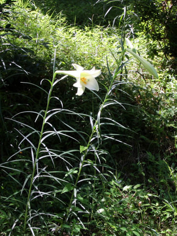 Lilium x formolongo