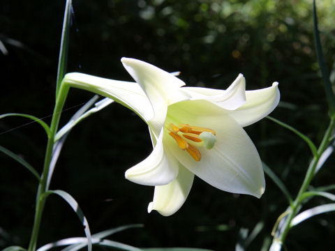 Lilium x formolongo