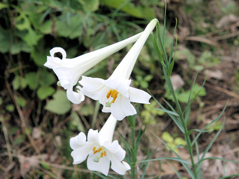 Lilium x formolongo