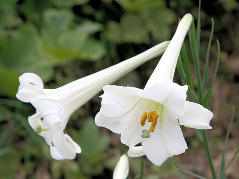 Lilium x formolongo