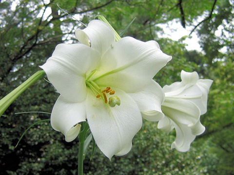 Lilium x formolongo