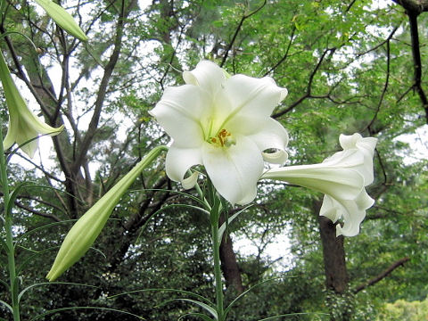 Lilium x formolongo