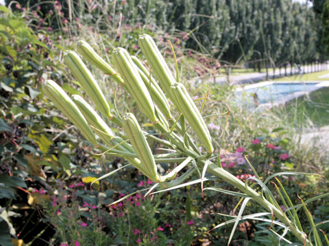 Lilium x formolongo